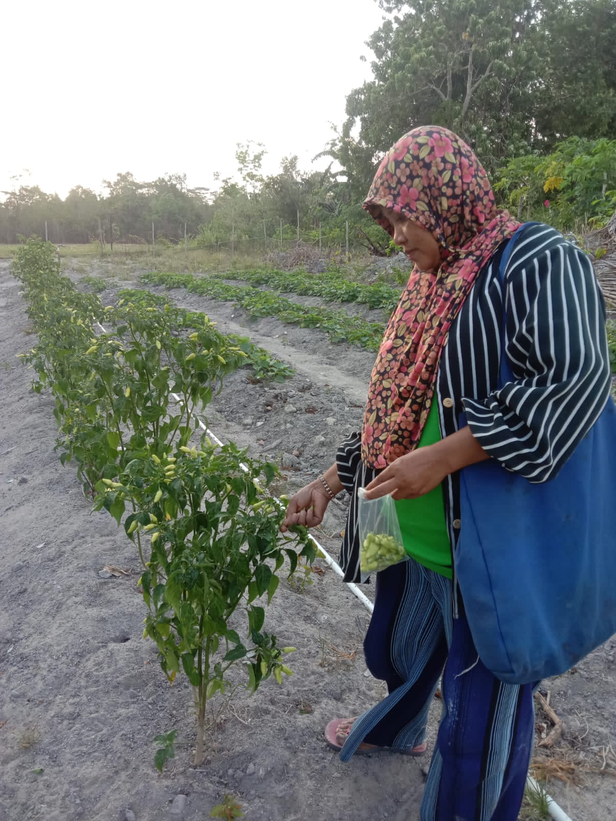 "KWT" LESTARI MAKMUR SUKSES AJAK IBU-IBU BANTU EKONOMI KELUARGA