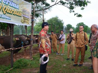 Bupati Beltim Apresiasi Penyaluran Sapi Kurban PT. SWP Jelang Iduladha 1447 H